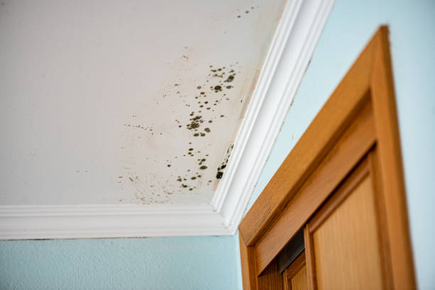 Best Best Mold Removal Companies  in Auxvasse, MO