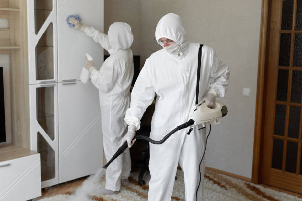 Mold Removal Process in Auxvasse, MO