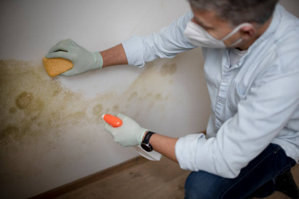 Best Same-Day Mold Removal  in Auxvasse, MO