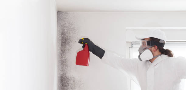 Best Local Mold Removal Service  in Auxvasse, MO
