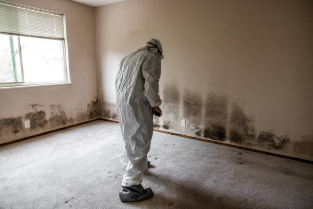 Best Mold Remediation  in Auxvasse, MO