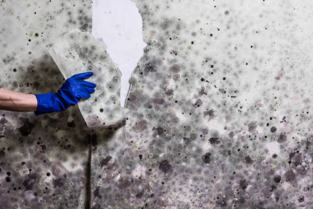 Best Home Mold Removal  in Auxvasse, MO